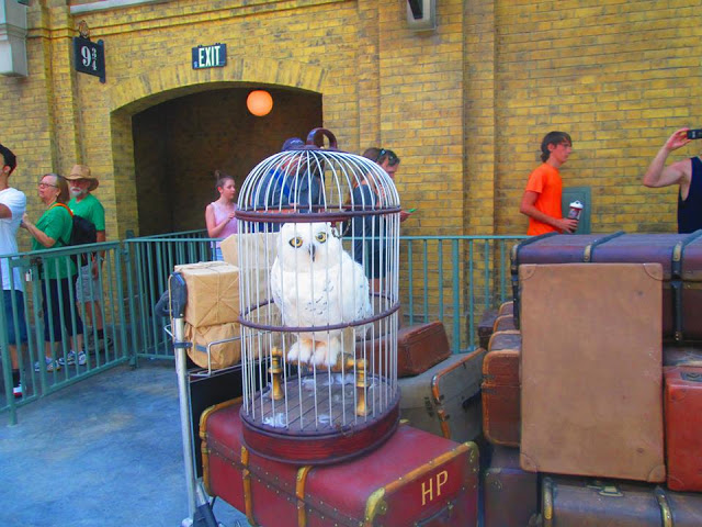 hedwig in cage