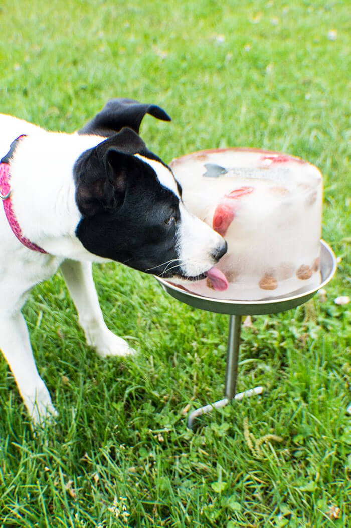 DIY Ice Lick Recipe For Dogs