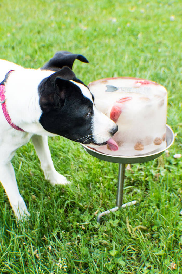 are ice cubes good for teething puppies