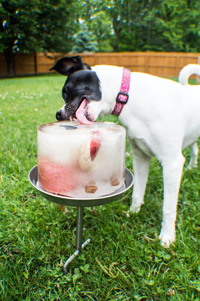 dog smashes face into ice cube cake for more lickies