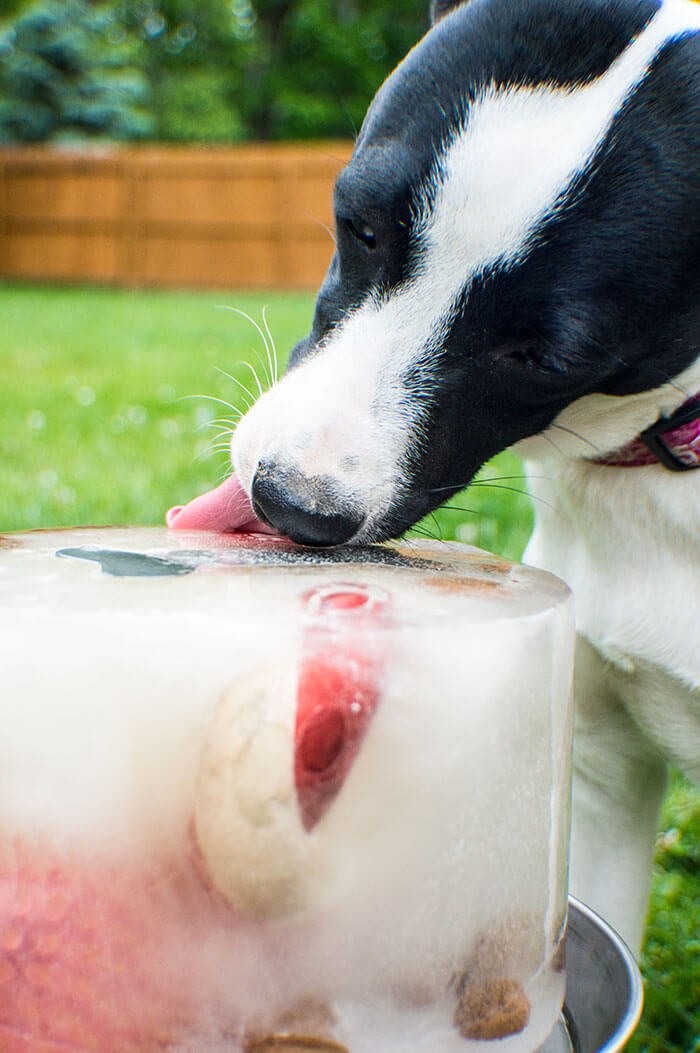 black and white dog licking ice cube cake