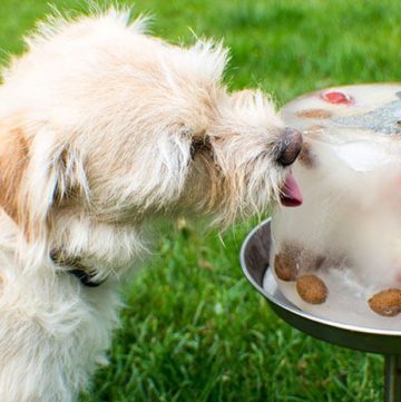 Ice treats for outlet dogs