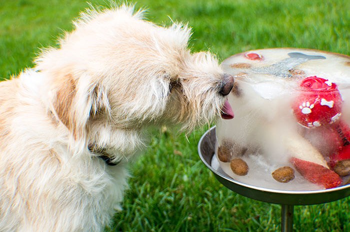 white dog licking ice cube cake