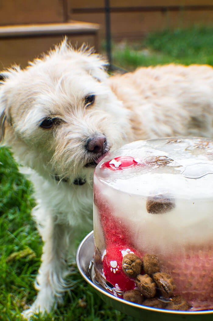 fluffy white dog licks ice