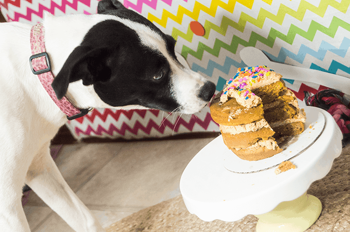 Puppy Cake Smash for Your Dog’s Birthday