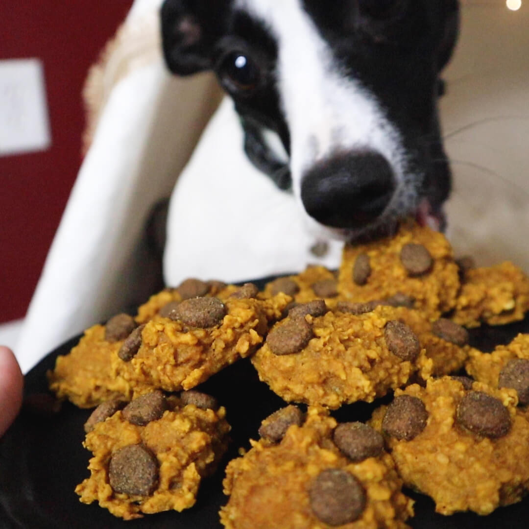 Hemp dog outlet treats