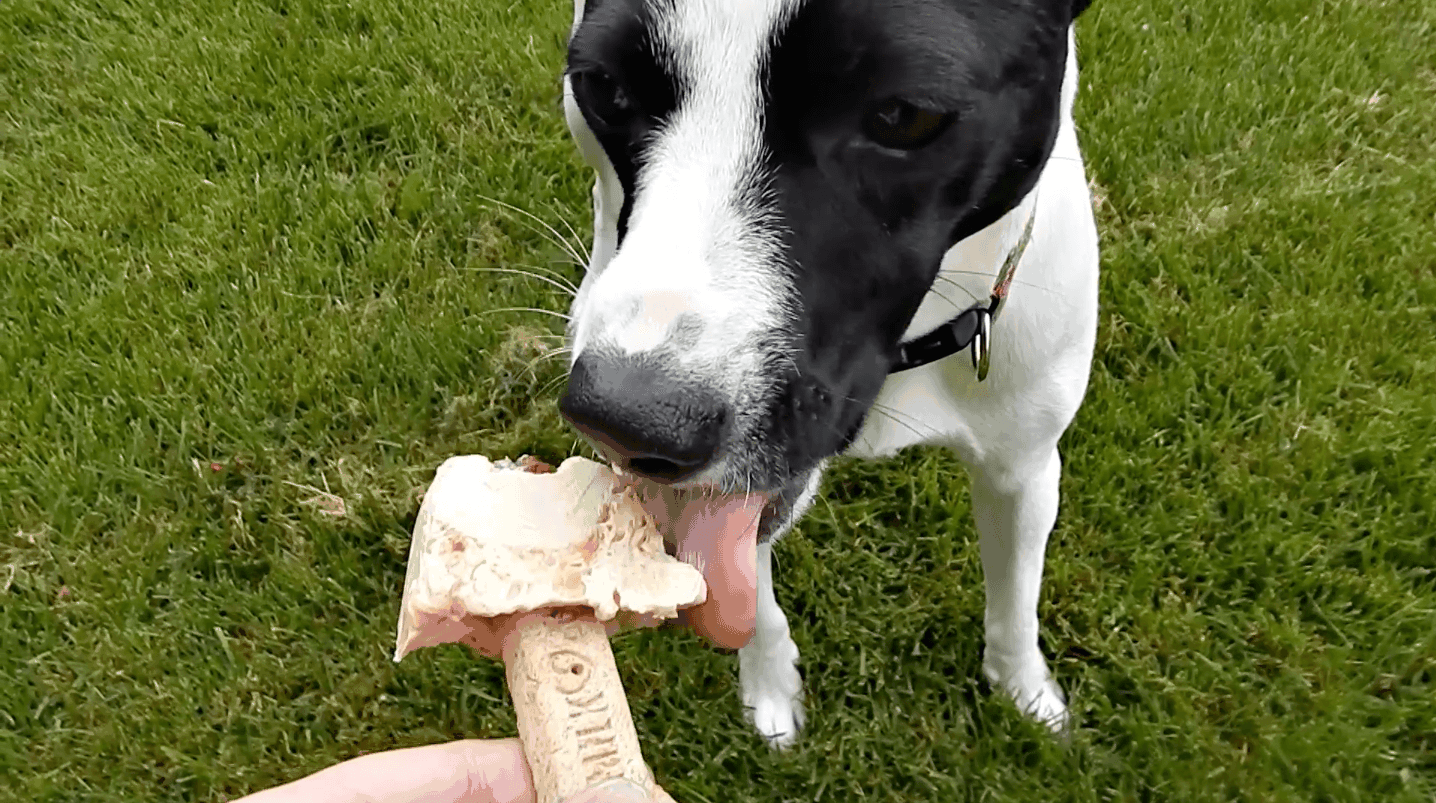 Creamy Peanut Butter Pupsicles (Dog Popsicles) - Vegetarian 'Ventures