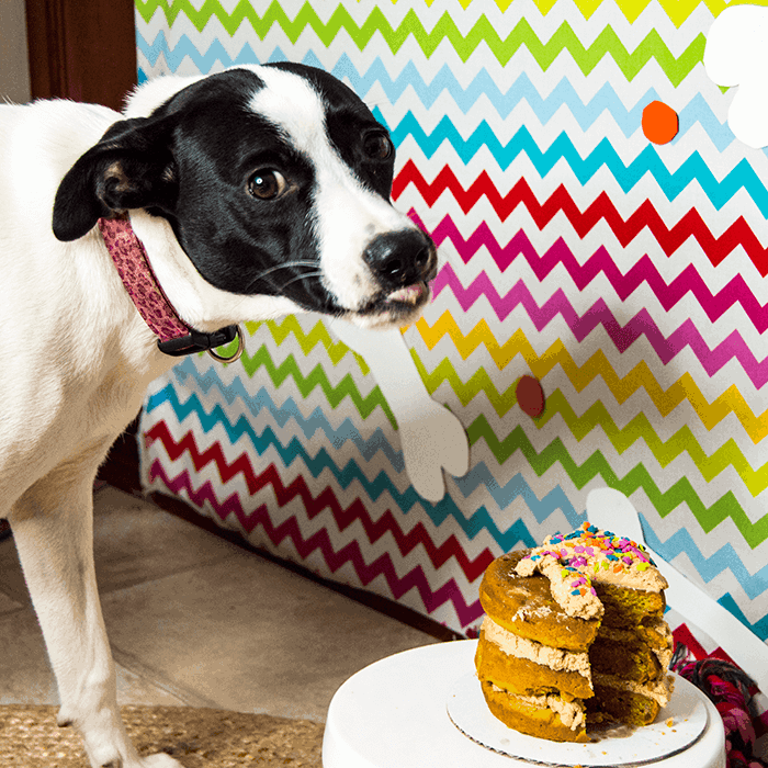 dog eating cake smash cake for dogs