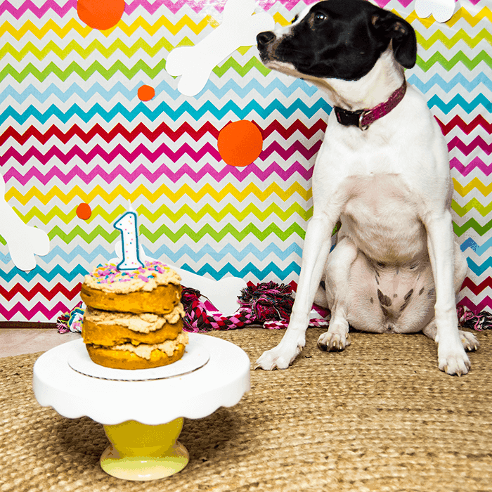 Cake smash 2025 for dogs