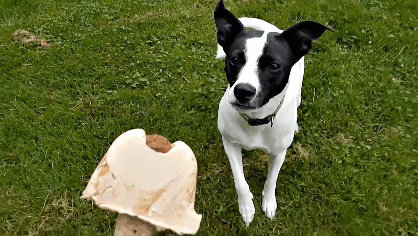 Puppy Popsicles aka PUPSICLES - The Starving Chef