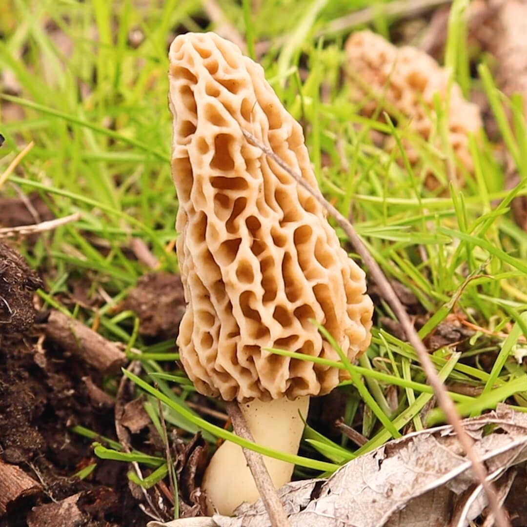 How & Where to Find Morel Mushrooms The Starving Chef