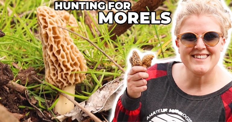 How & Where to Find Morel Mushrooms