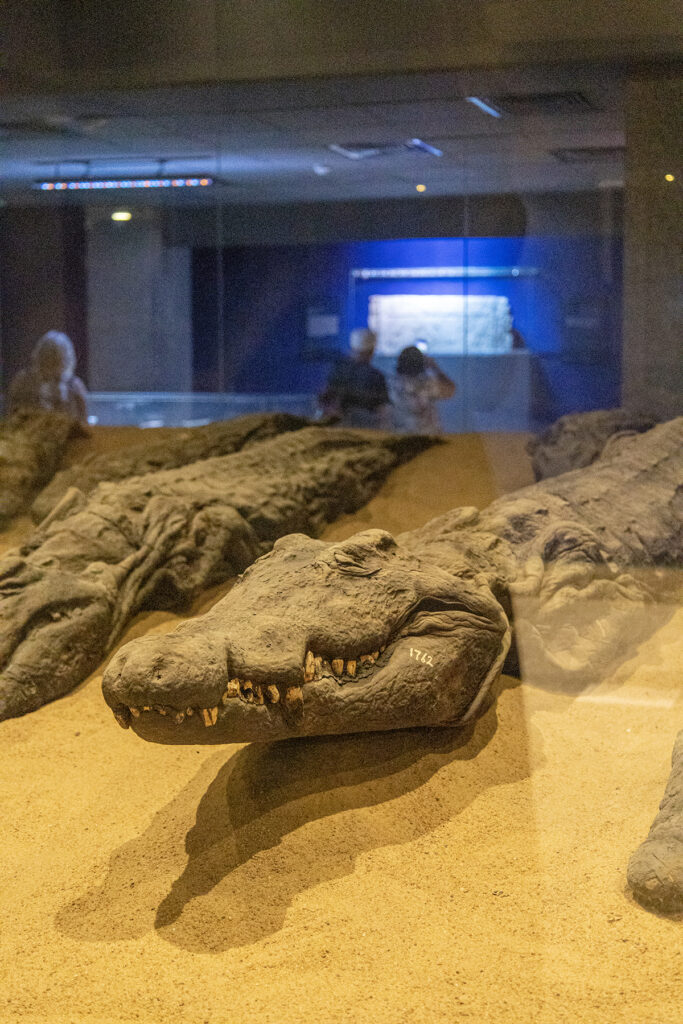 crocodile museum egypt